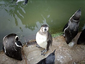 zoo-jaro-iii-2008-01